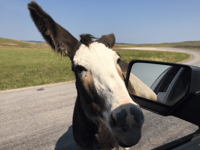 A burro scratches his head.