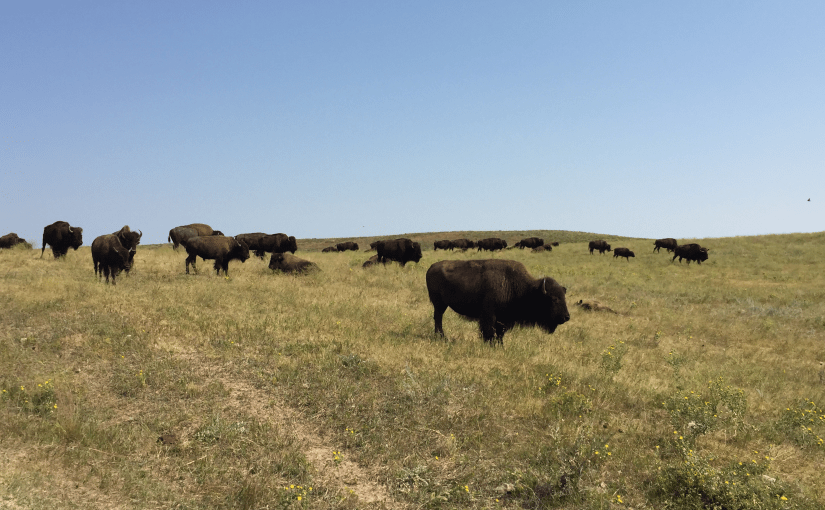 Bison in Custer State Park.